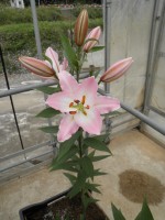 [1807 Obsession No02.JPG]